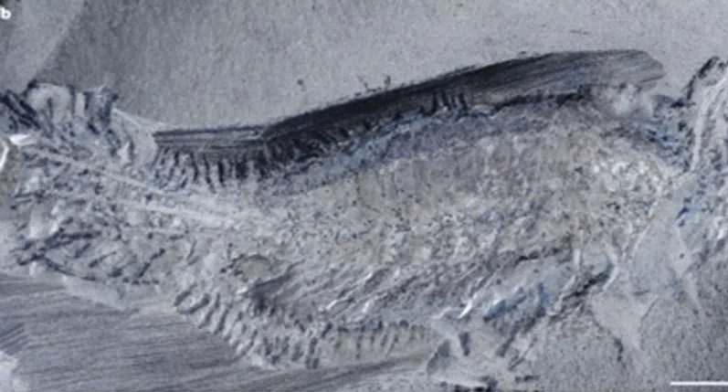 Fossil