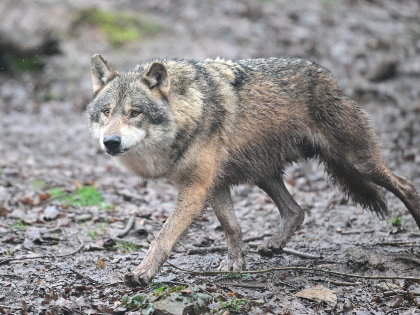 A wolf in Switzerland.