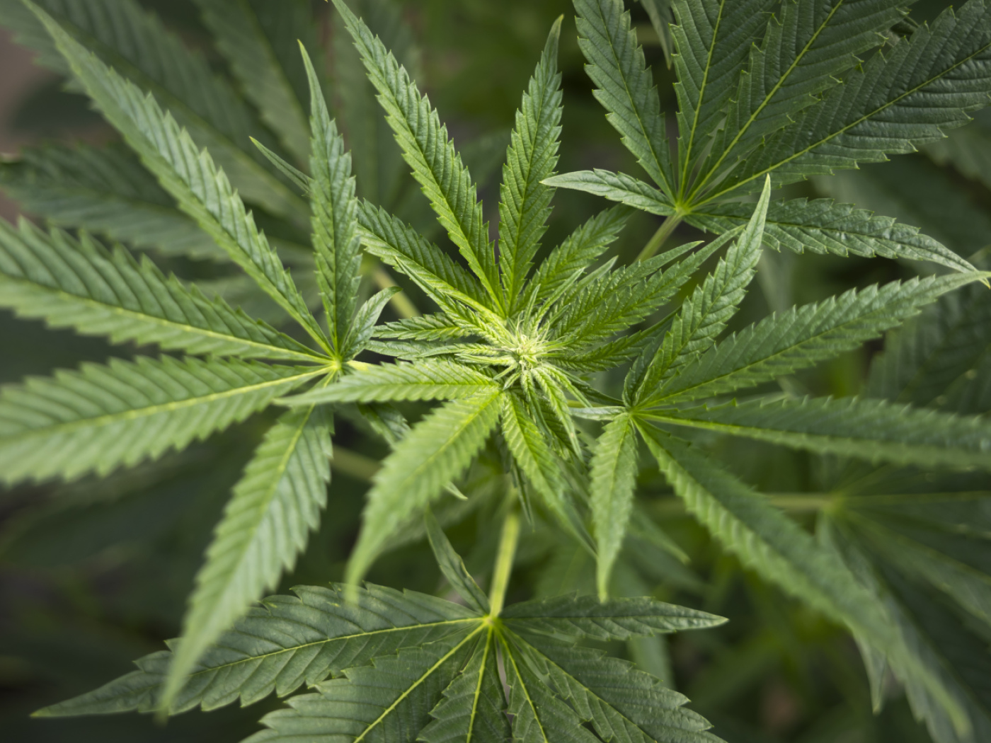 piantina cannabis