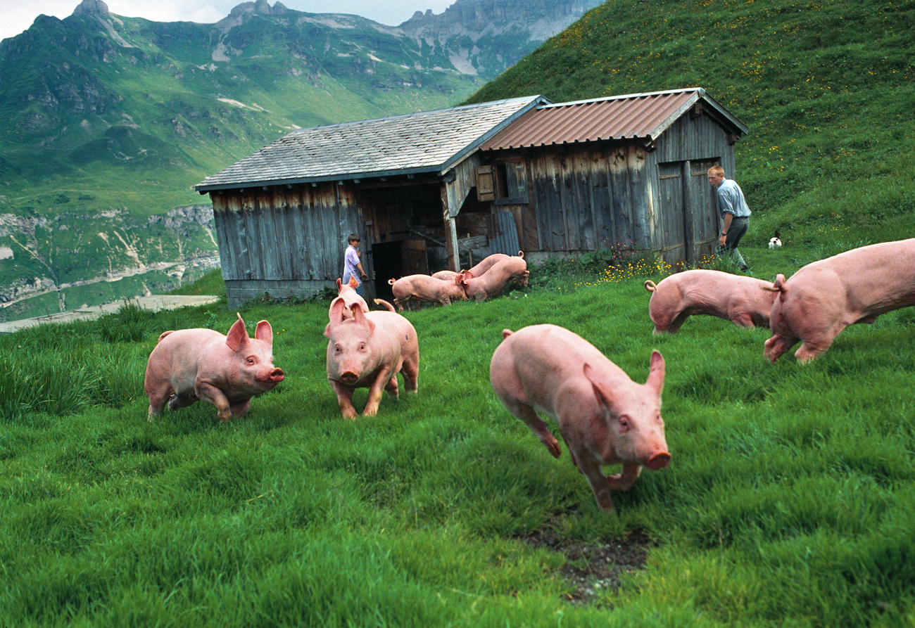 Pigs playing in central Switzerland. Could using organs from other species help solve the global organ shortage?