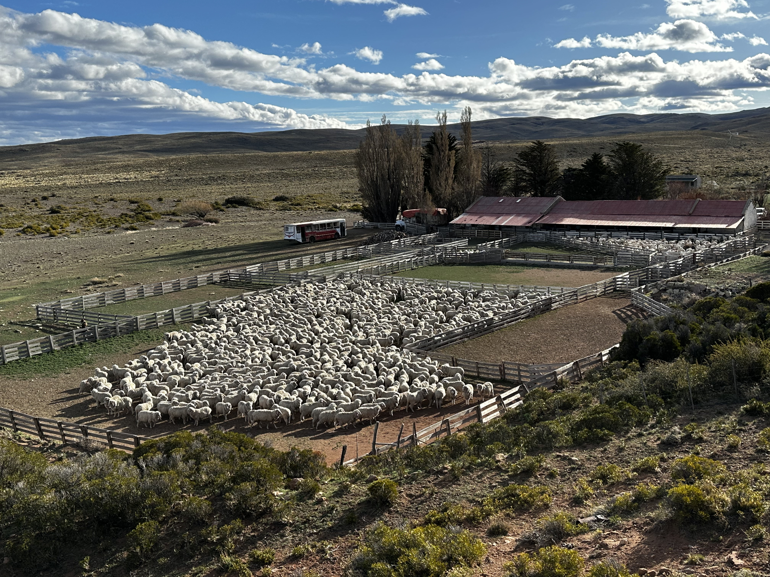 Schafherde in Patagonien