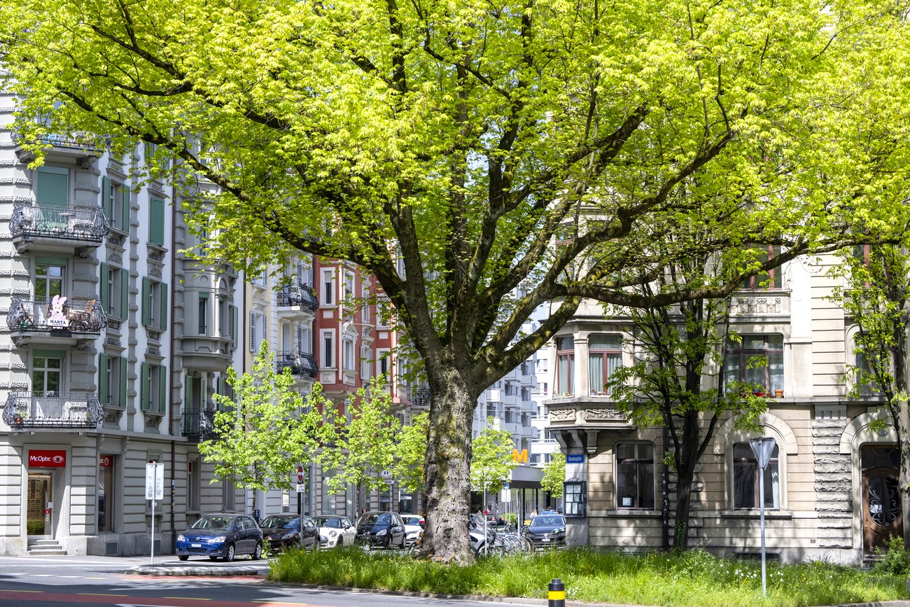 albero in città