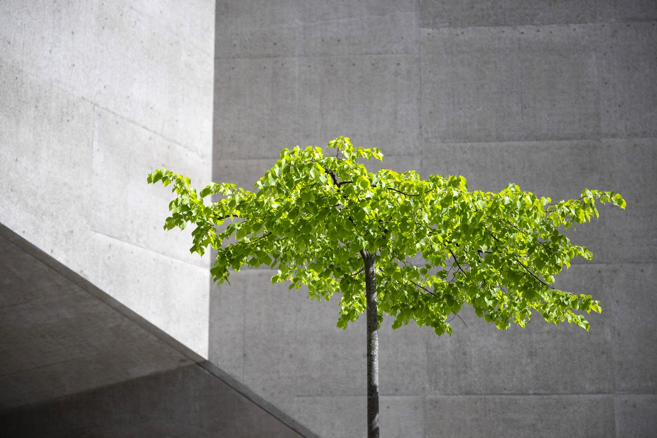 the crown of a tree against a concrete wall