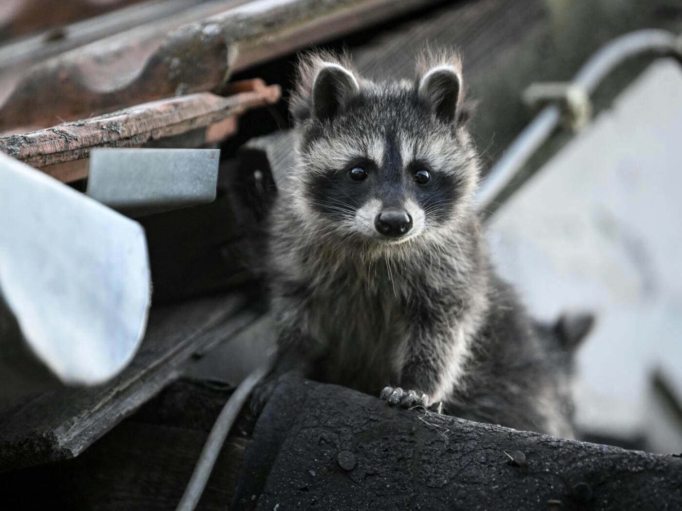 The canton of Aargau wants to slow the spread of raccoons