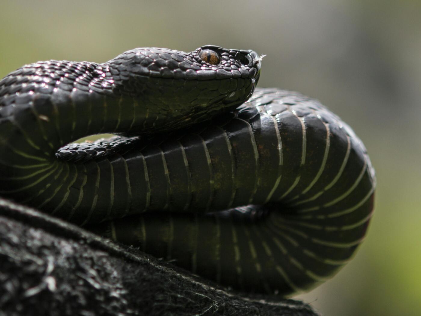 Climber rescued in time after a snake bite in Balsthal, Solothurn