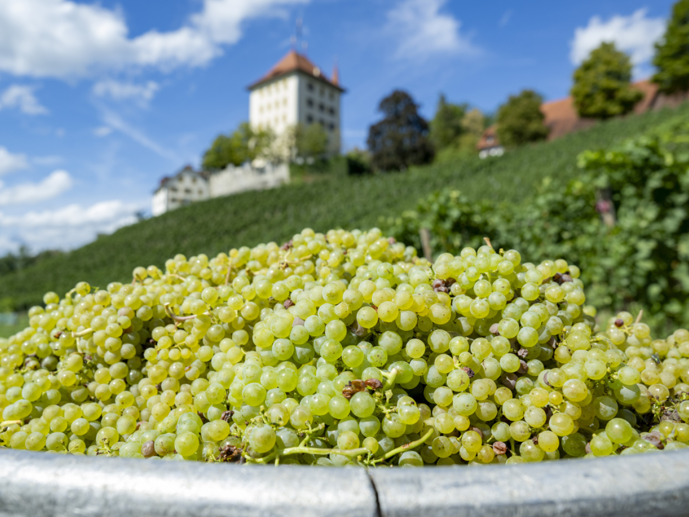 Swiss parliament approves Mercosur trade deal with farmer aid