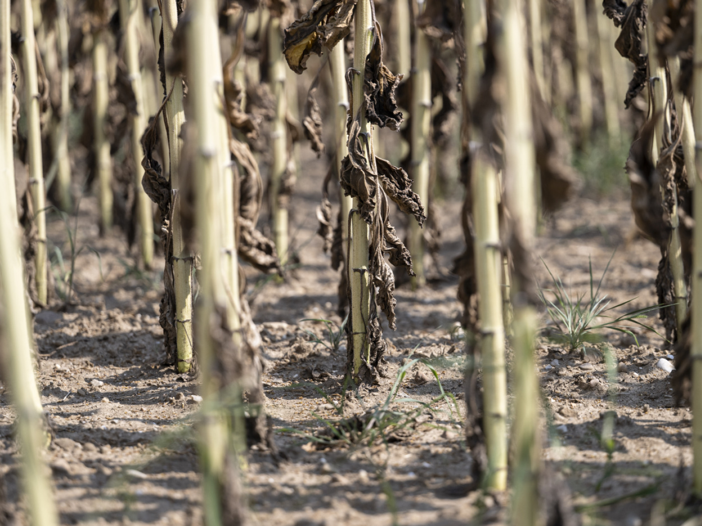 field of withered plants