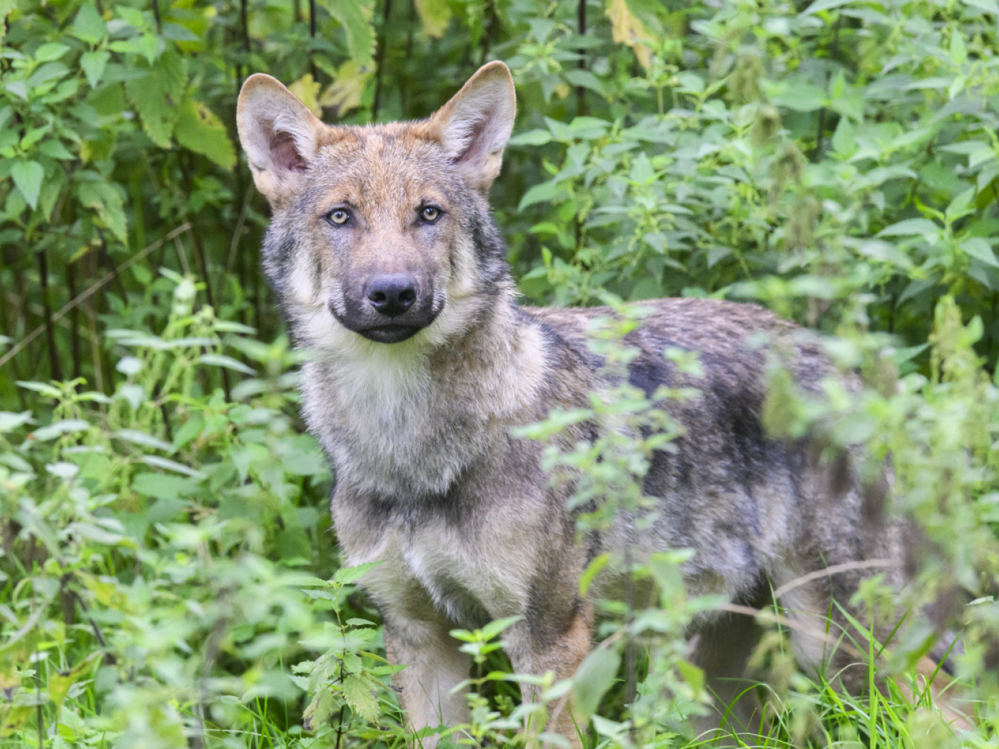 Valais calls for the complete eradication of two wolf packs