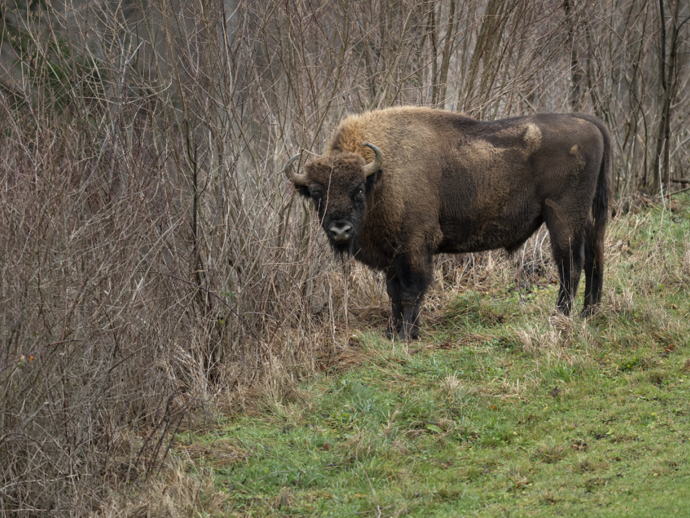 Bison bull injures ranger in test enclosure in Welschenrohr, Solothurn