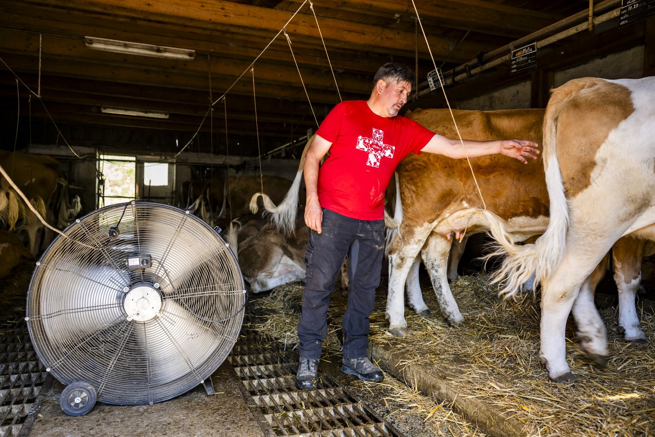 a large fan in a cowshed with some cows