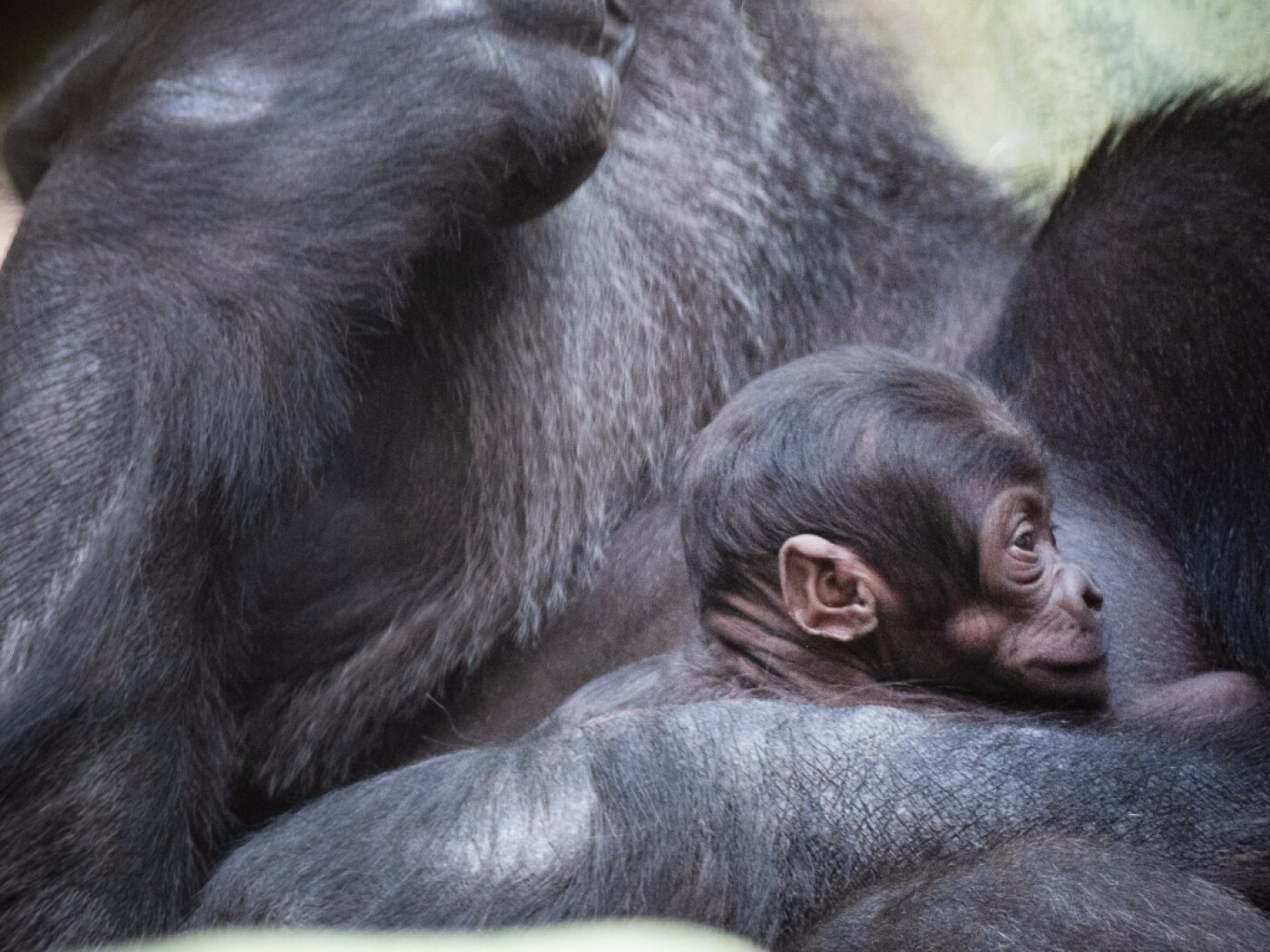A gorilla birth at Basel Zoo, following two deaths