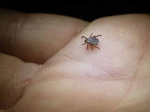 Une tique doit être retirée le plus rapidement possible. Plus la durée de sa succion est courte, plus le risque de transmission d'une maladie est faible.