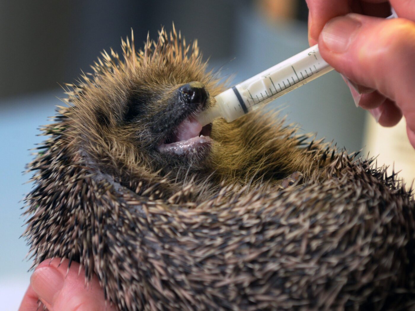 Swiss hedgehogs struggled during the record heat this summer.