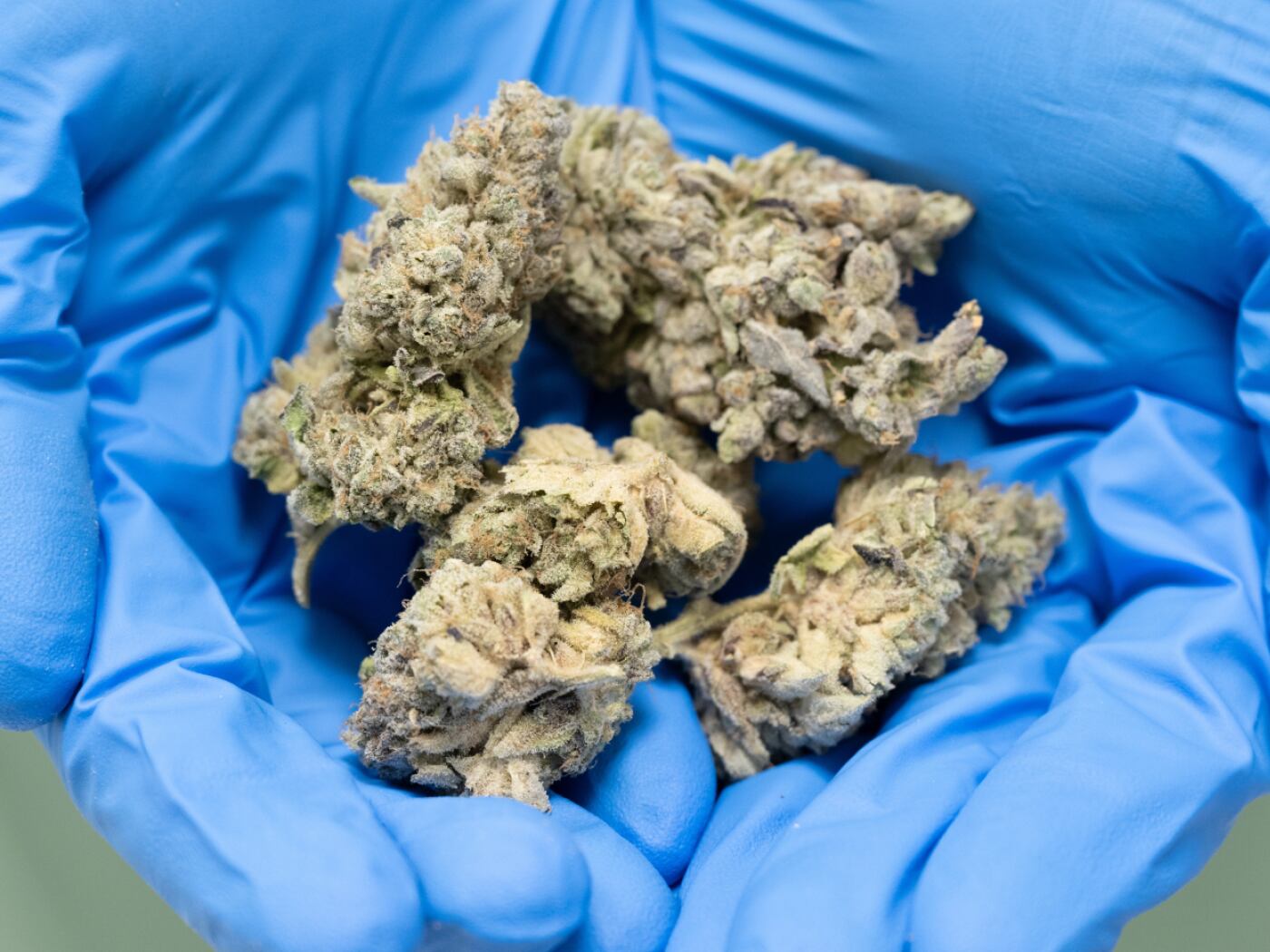 Due vodesi arrestati in Thailandia con 16 chili di cannabis