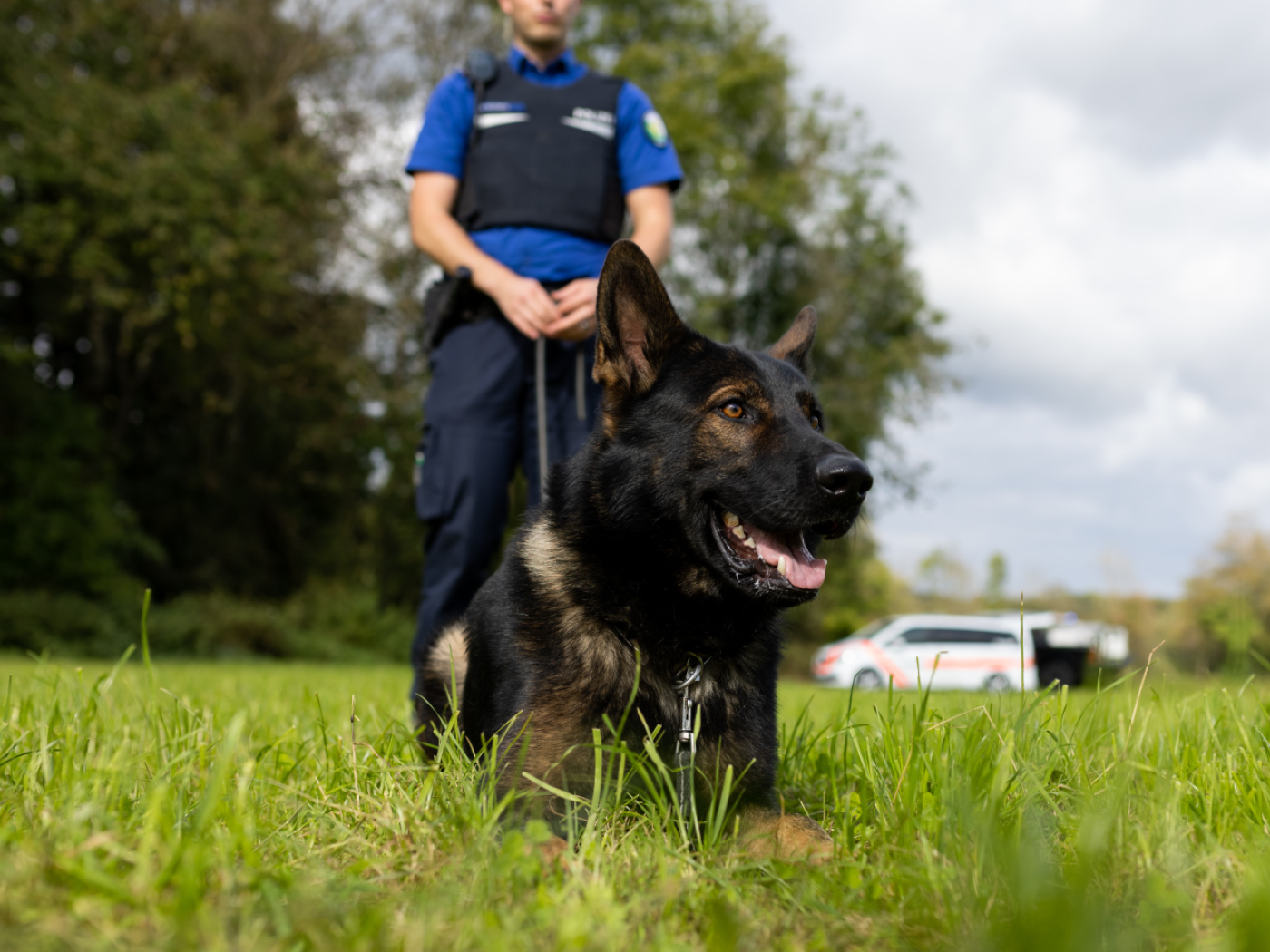 Photo of police officer and police dog training in a field