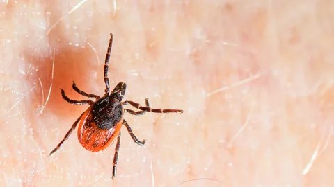 À peine plus grosses qu'une tête d'épingle : les tiques ne mesurent généralement que quelques millimètres et passent donc souvent inaperçues.