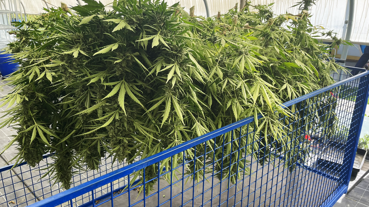 Piante di cannabis