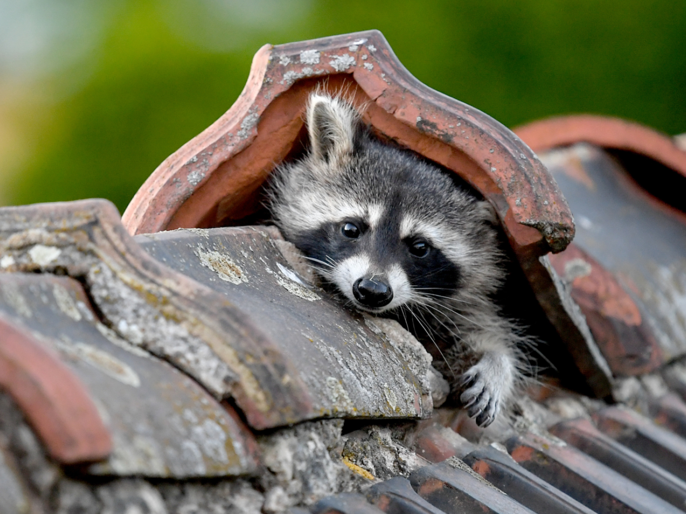 That cute raccoon is unlikely to be stopped, even in Zurich