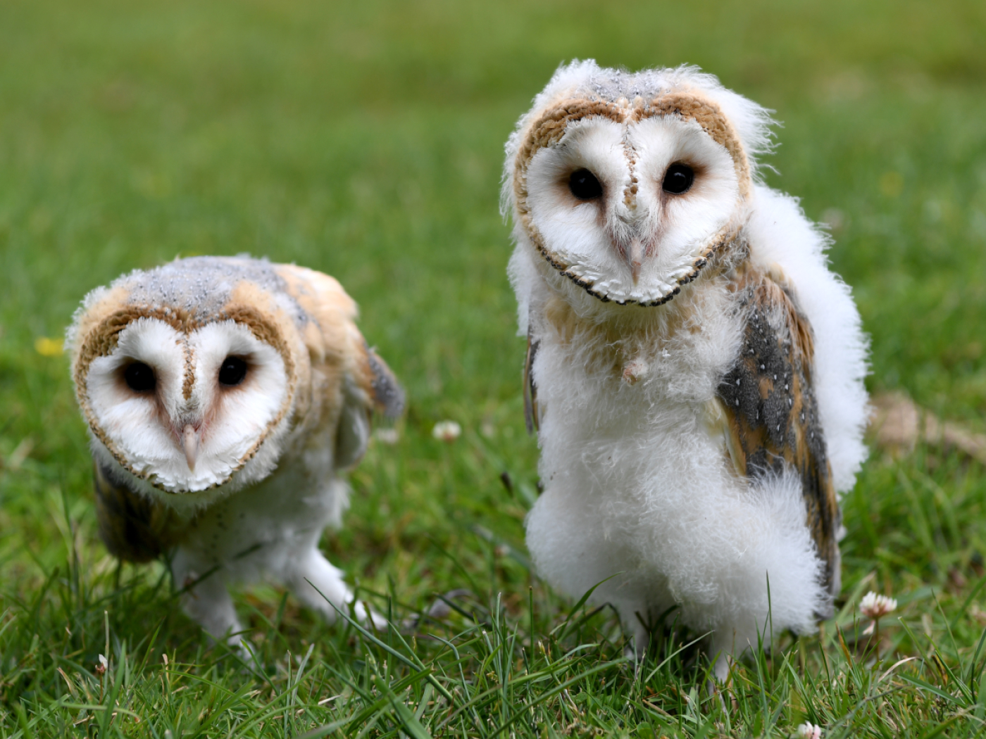 Why barn owls’ plumage becomes more reddish and mottled