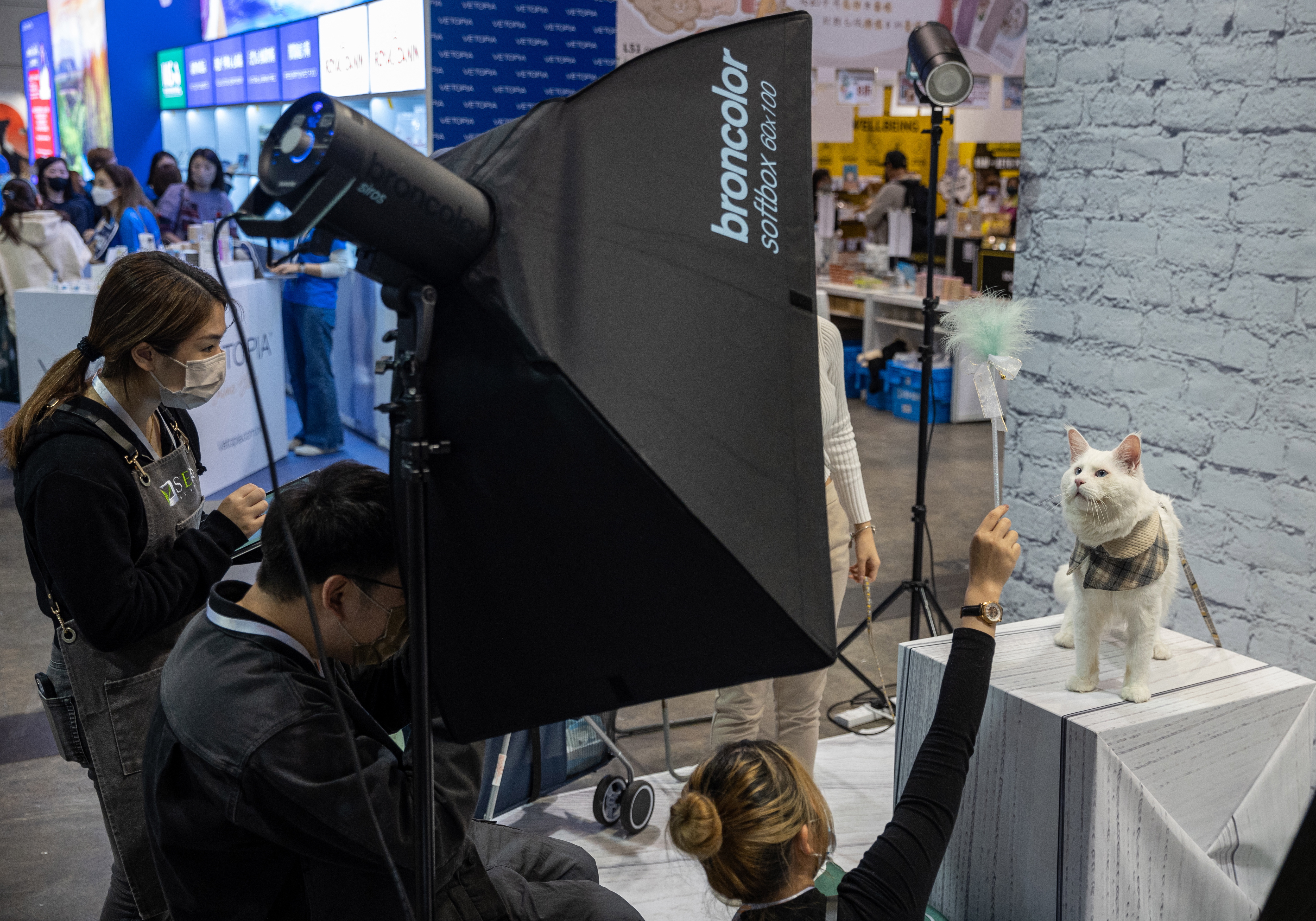 sessione fotografica per gatto