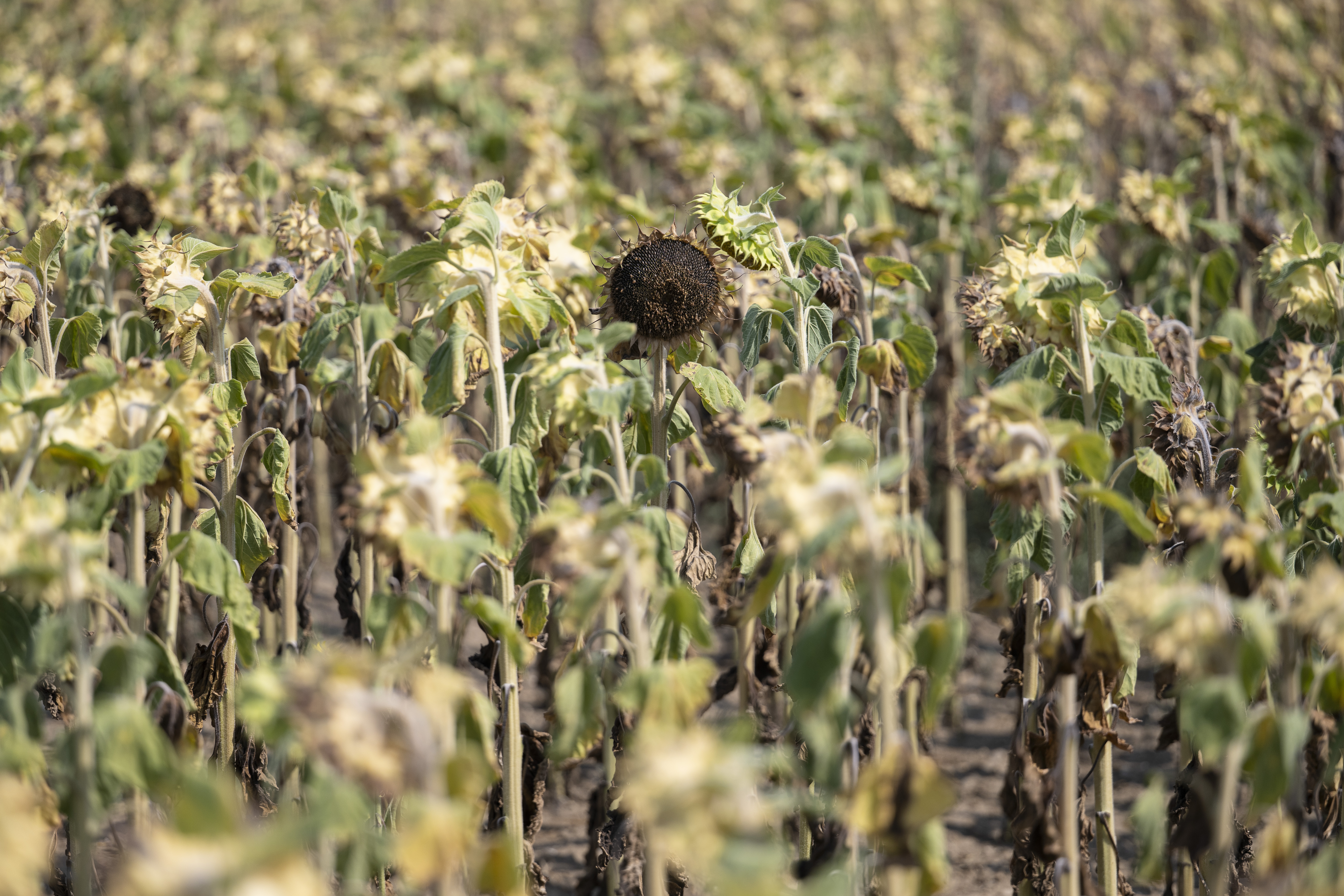 campo di girasoli secchi