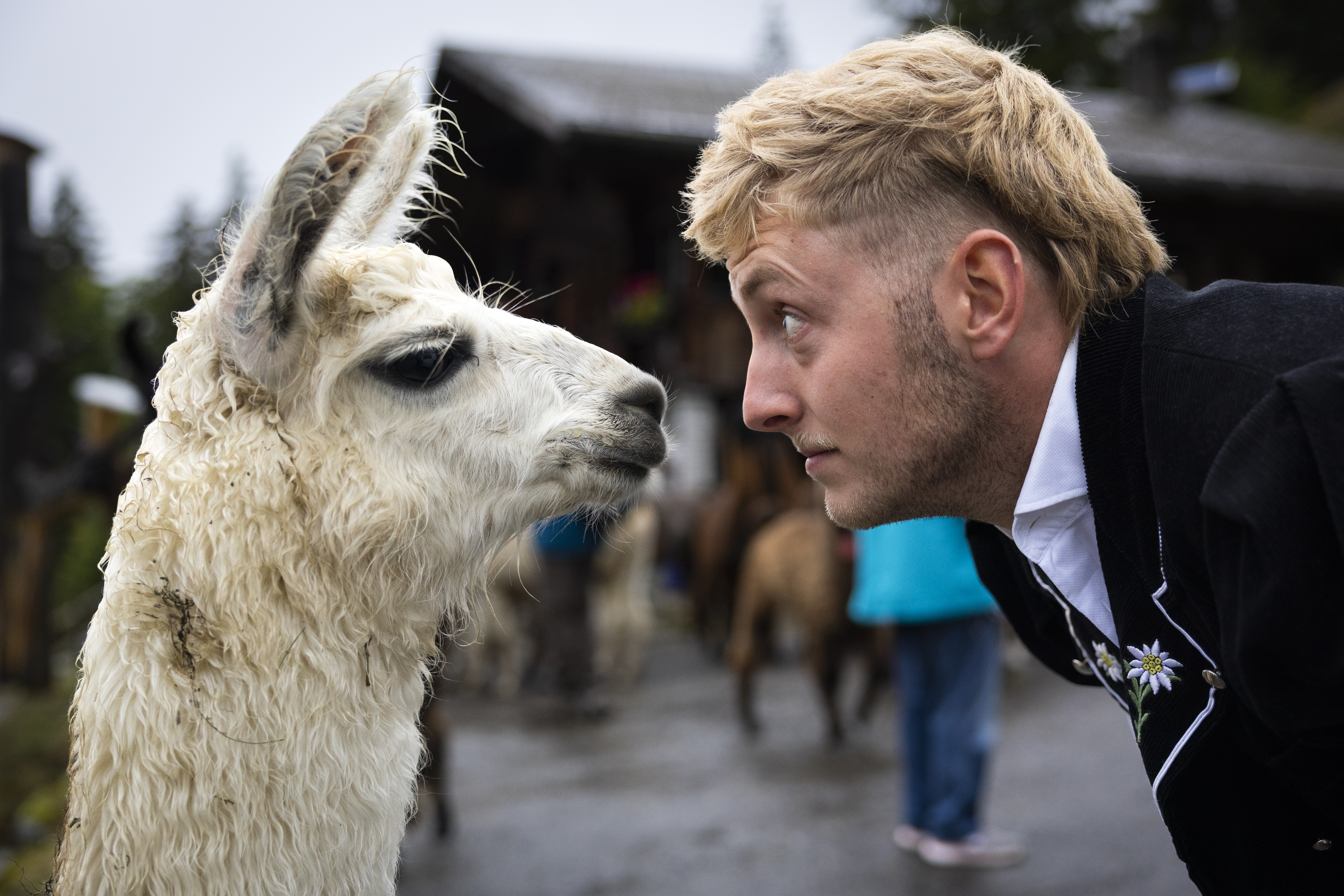 alpaca con Rico Luginbühl.