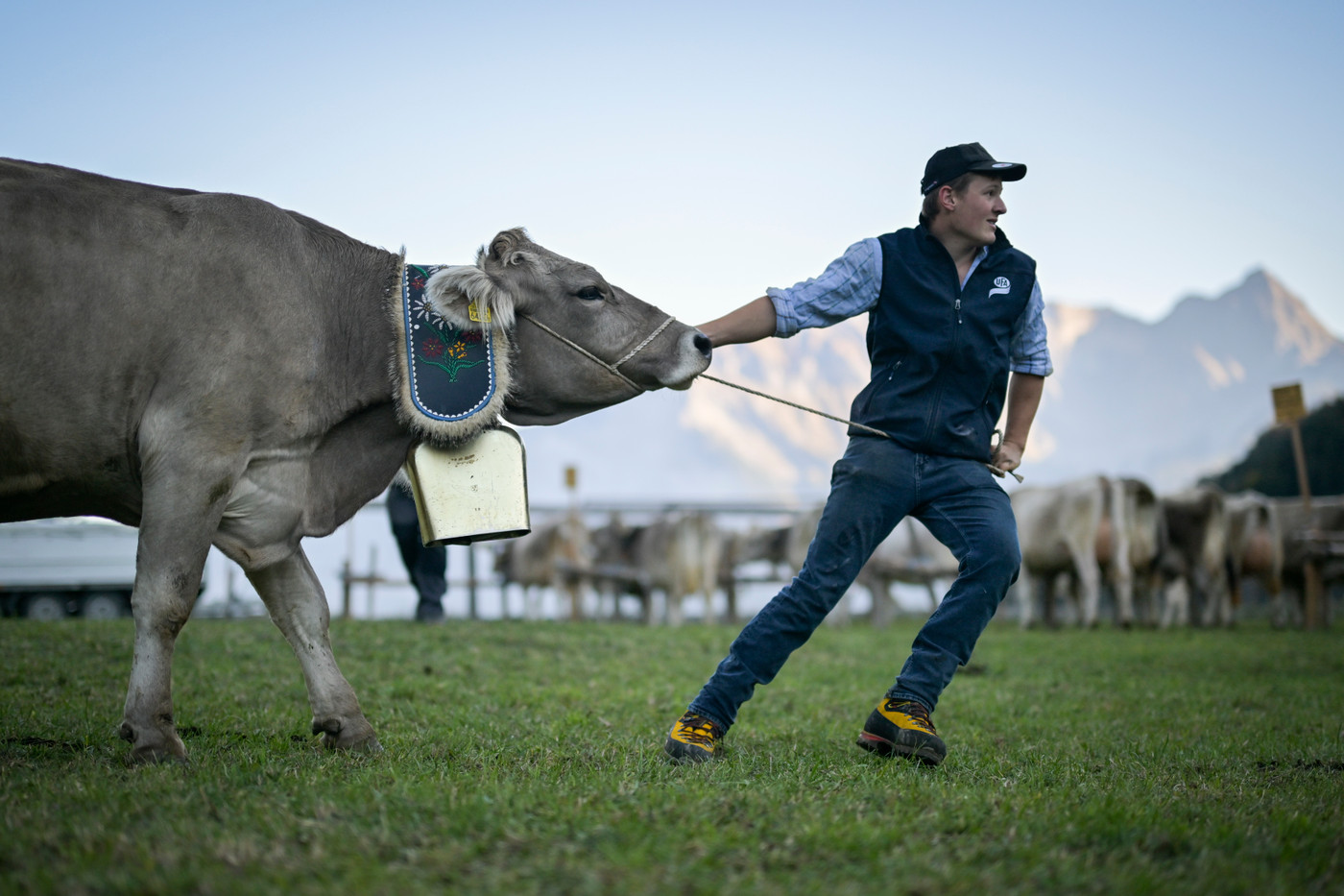 uomo porta mucca al guinzaglio