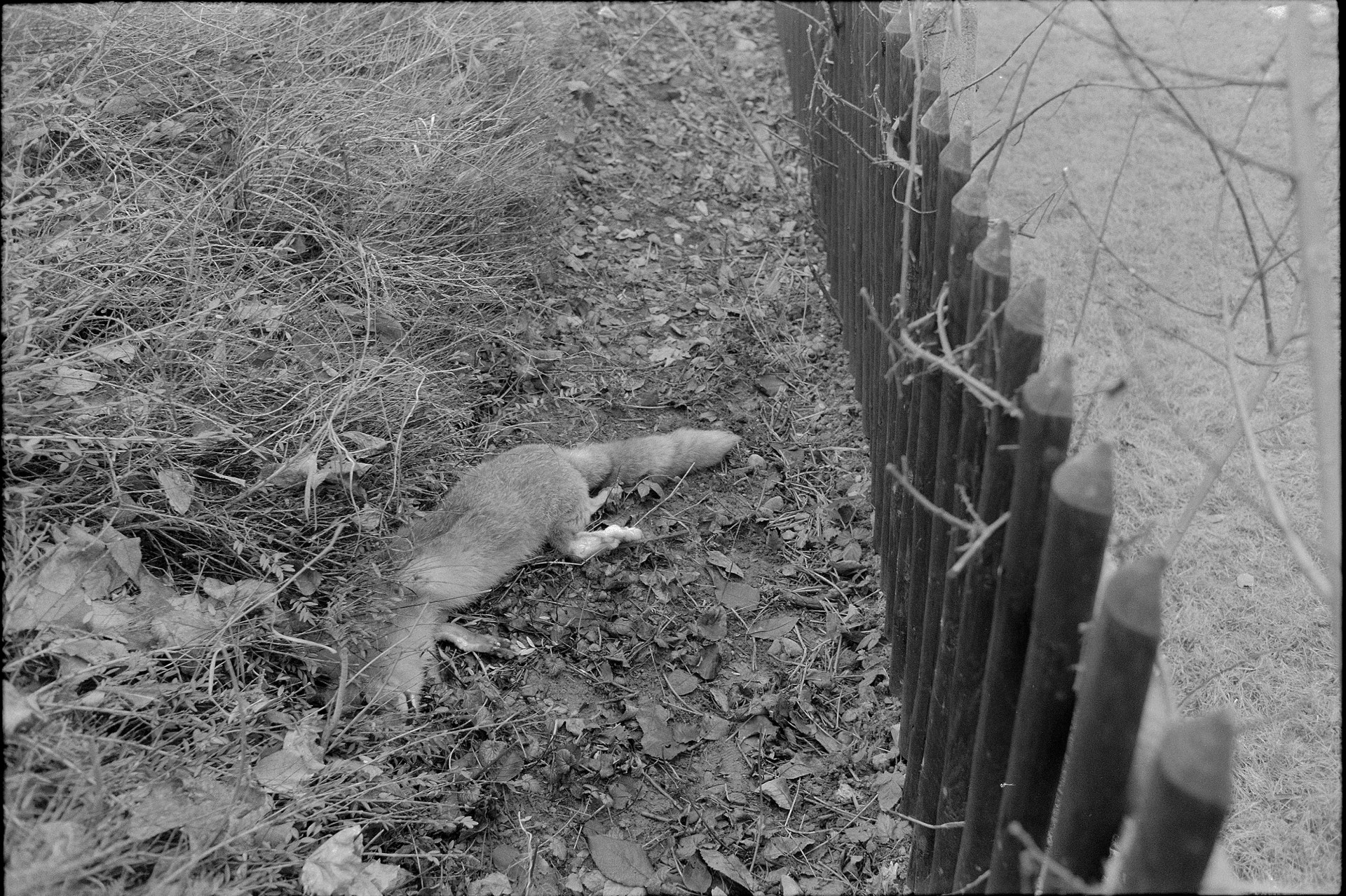 Rabies creeps closer to the Swiss border SWI swissinfo.ch