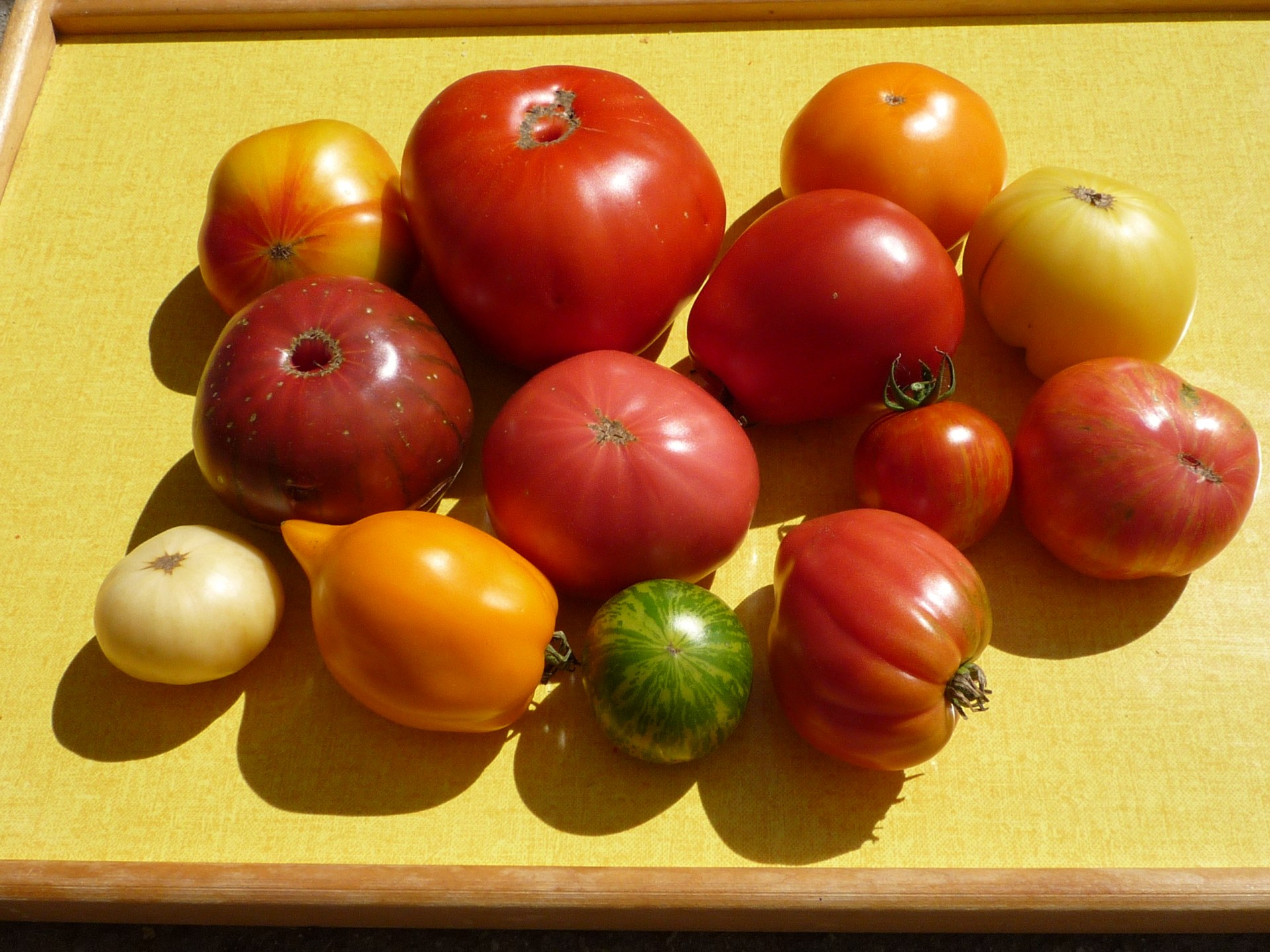 秋の陽に輝く 50品種のトマト Swi Swissinfo Ch