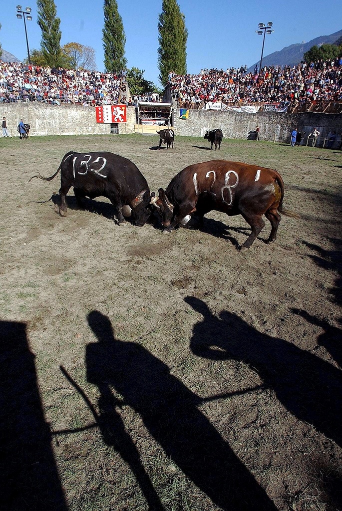 La Race D Herens Et Le Retour Des Vaches Suisses Swi Swissinfo Ch