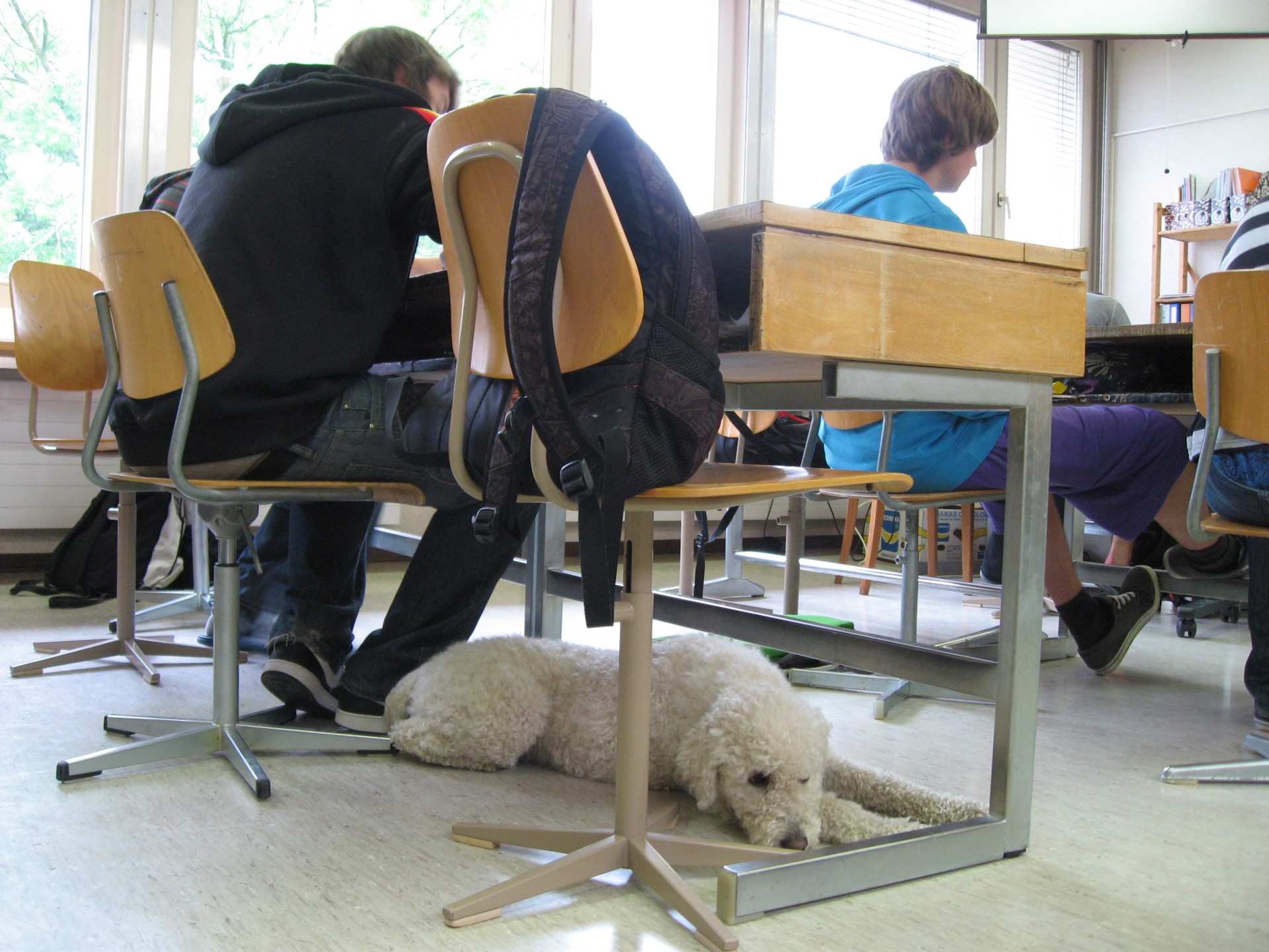 学校犬 集中力を高めて成績を上げる お手伝い Swi Swissinfo Ch 学校犬 集中力を高めて成績を上げる お手伝い Swi Swissinfo Ch
