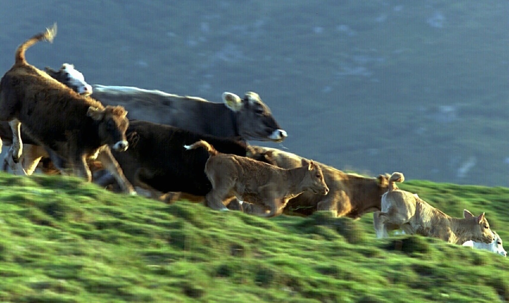 秋の風物詩 牧くだり がスイスから姿を消す Swi Swissinfo Ch