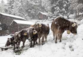 雪を被る牛たち