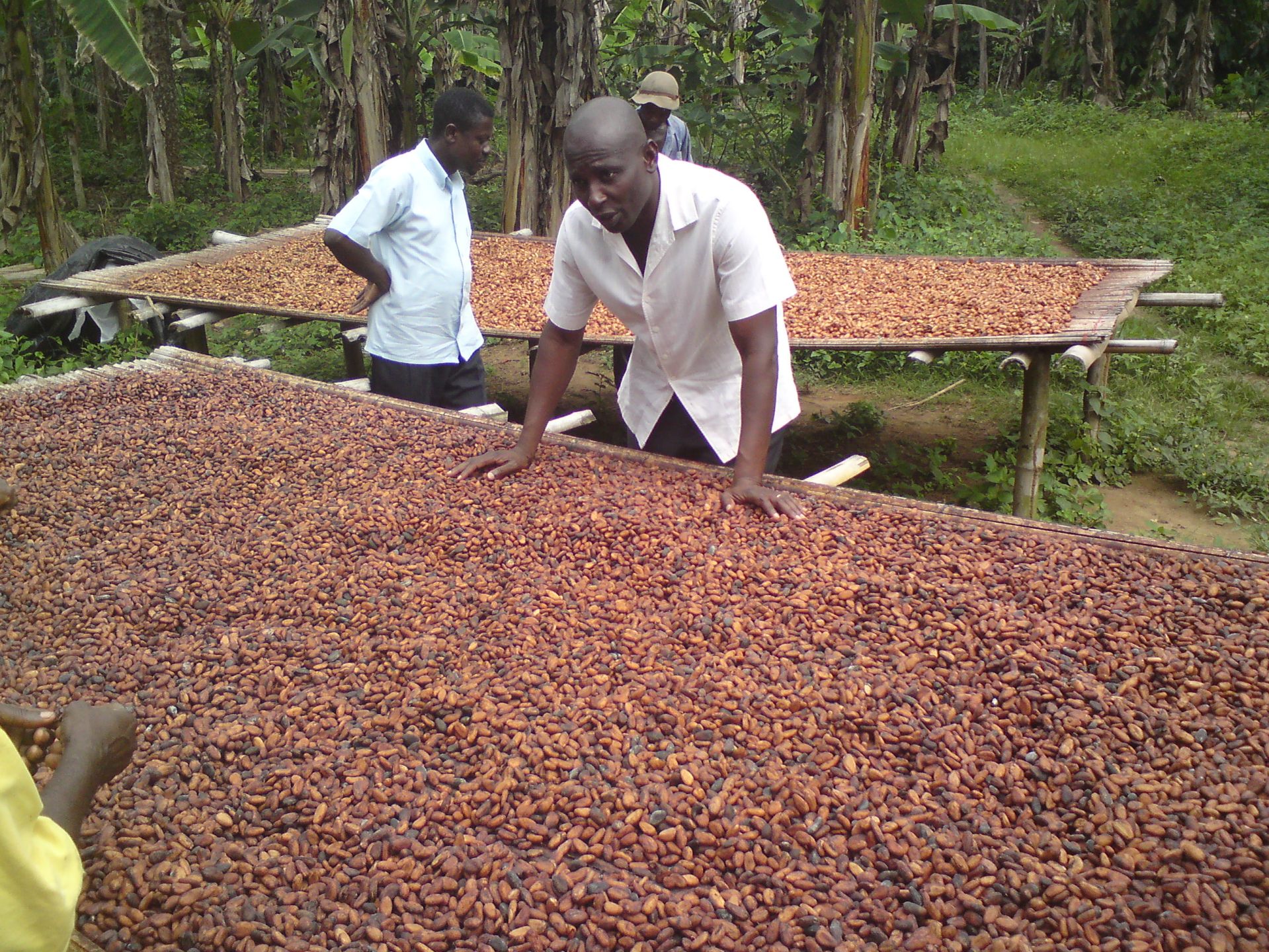 Promoting sustainable cocoa trade in Ghana SWI swissinfo.ch