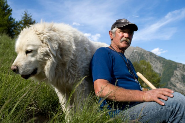 ヒツジの毛皮を着た犬 Swi Swissinfo Ch