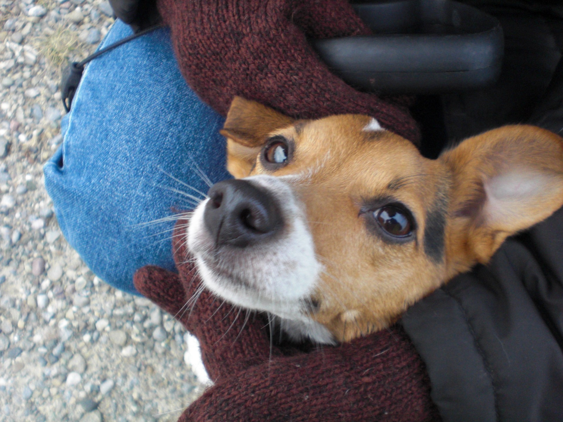 保護施設の犬と散歩して一石三鳥 スイスの動物保護法 小動物編 Swi Swissinfo Ch