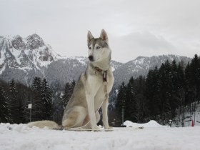 人間と犬の感動ドラマ 犬ぞりレース Swi Swissinfo Ch 人間と犬の感動ドラマ 犬ぞりレース Swi Swissinfo Ch