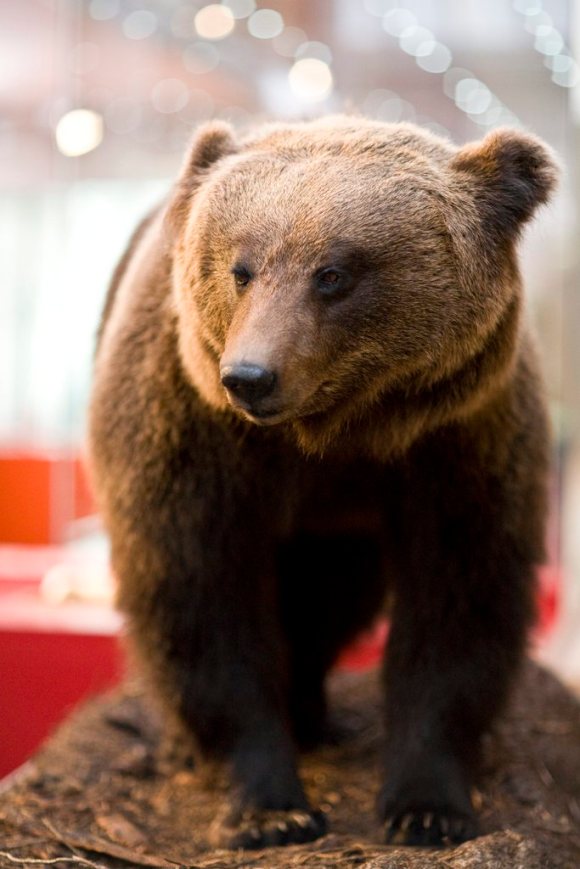 Чучело медведя JJ3, выставленное в музее.