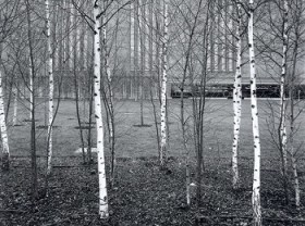 trees_350-38614230