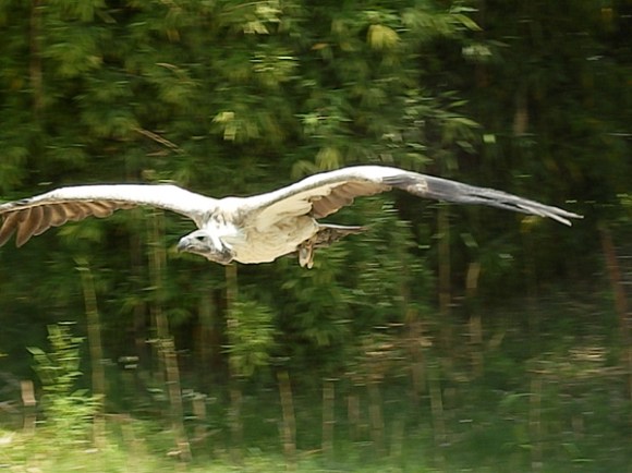 Gaensegeier (1)