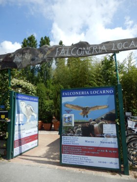 Falconeria1