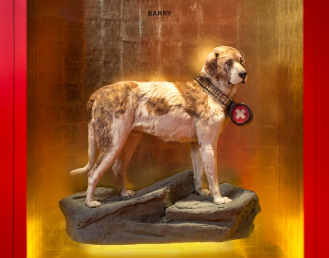 救助犬バリー 死後２００年も人気なのはなぜ Swi Swissinfo Ch