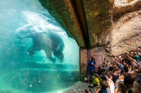 Visitors watching elephants in Zurich zoo