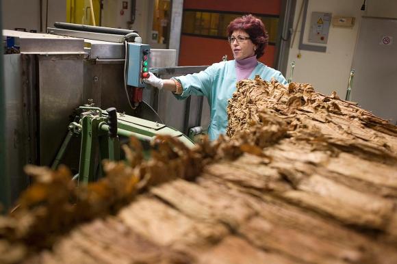Operária trabalhando com folhas de tabaco