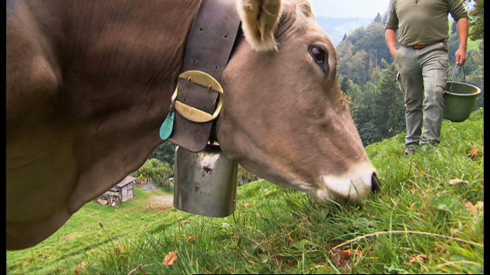 Study shows cows bothered by bells - SWI
