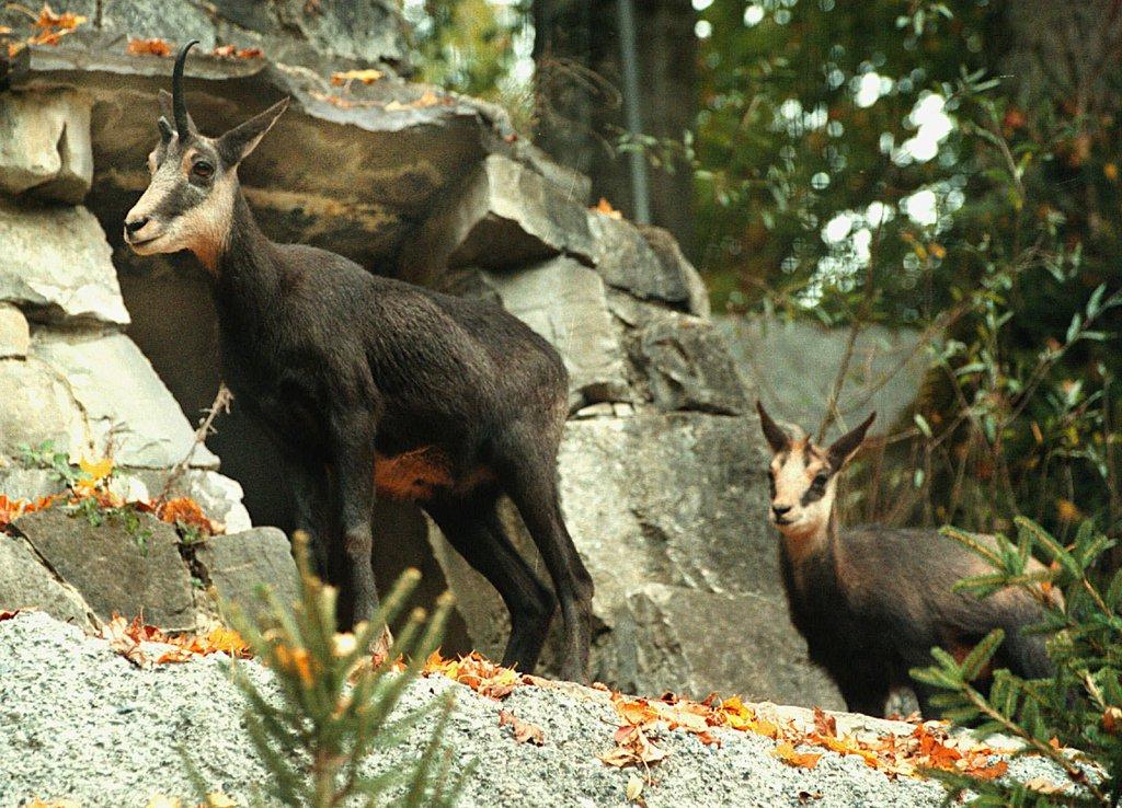 Where are all the chamois? SWI swissinfo.ch