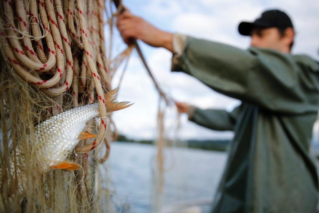 Près d'un tiers des poissons pêchés en France font encore partie