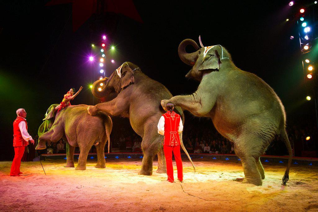 Circus to end its elephant show tradition - SWI 