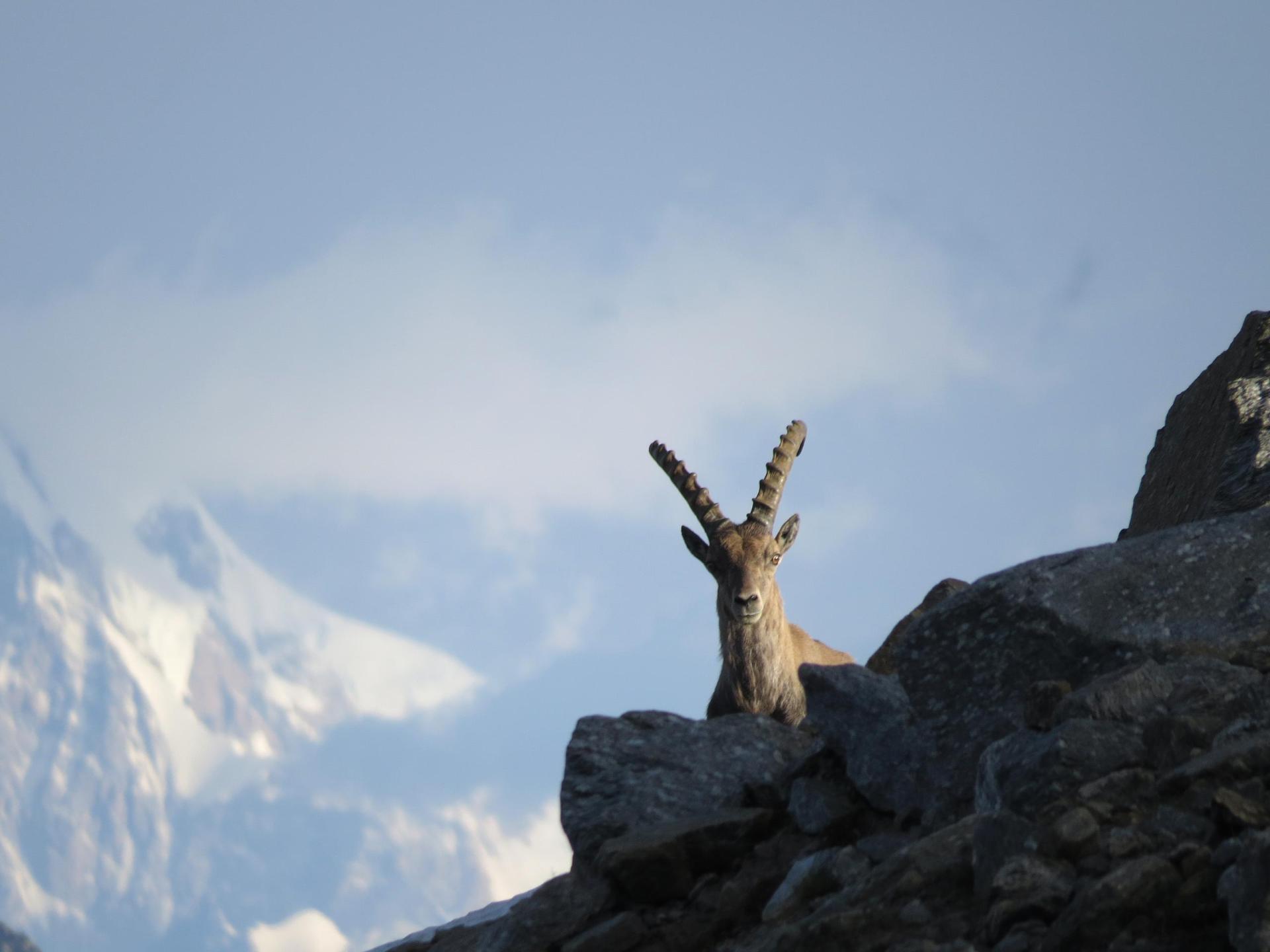 Exploring the art and science of Alpine ibex - SWI swissinfo.ch