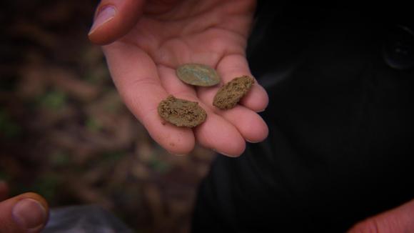 Farmer shows ancient Roman coins